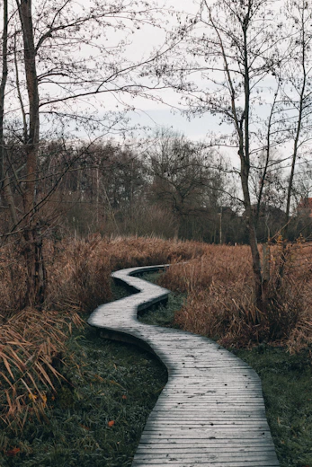 gray concrete pathway between brown trees during daytime