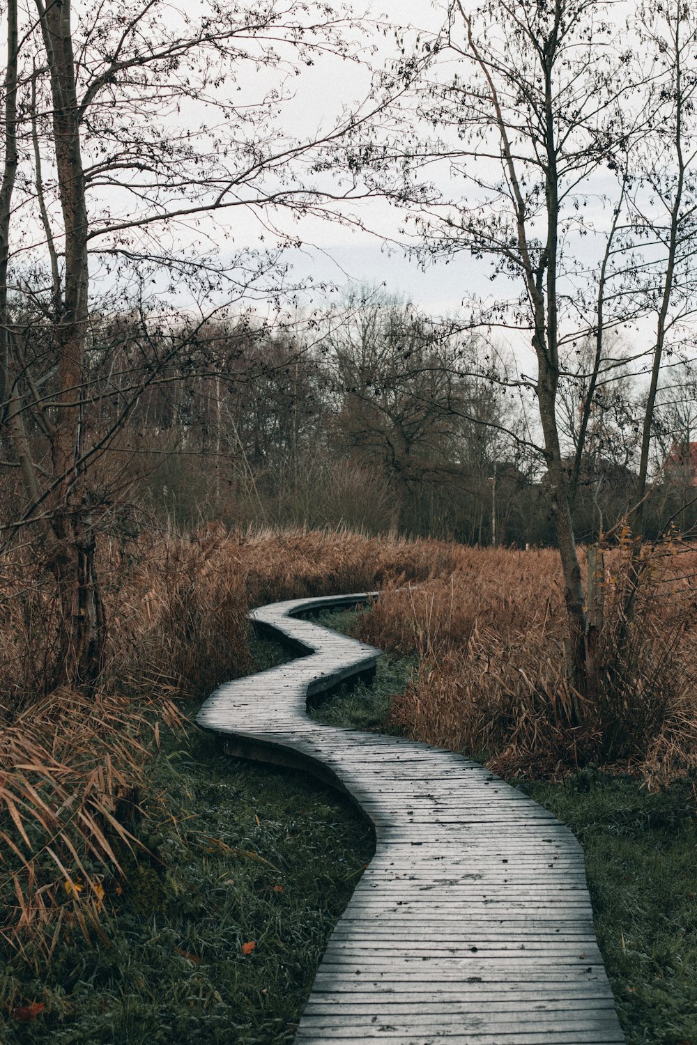 gray concrete pathway between brown trees during daytime