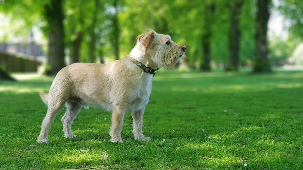 昼間、緑の芝生原を走る白いロングコートの犬