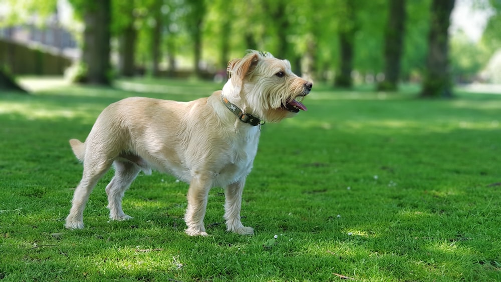 white and brown long coated dog running on green grass field during daytime