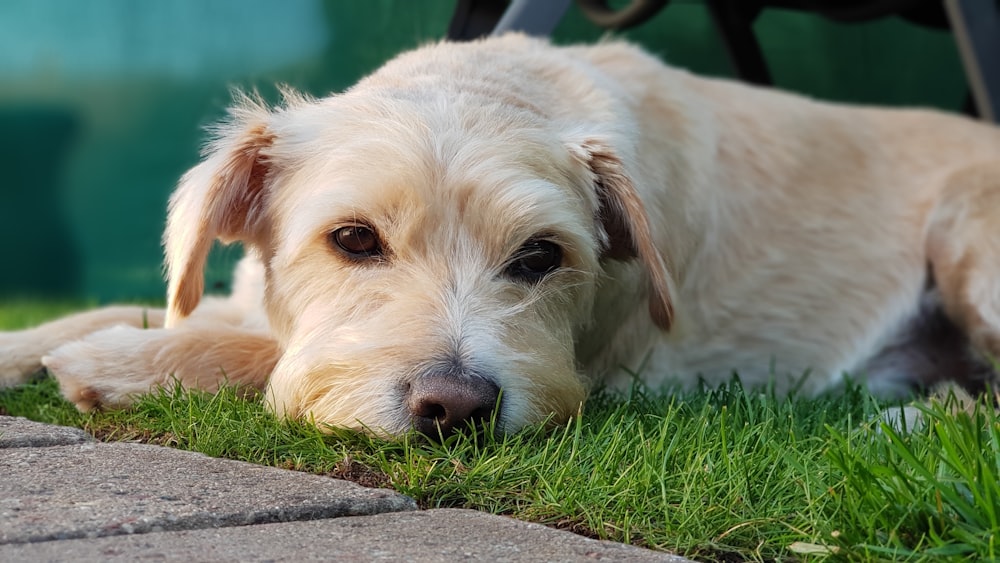 white long coat small dog on green grass during daytime