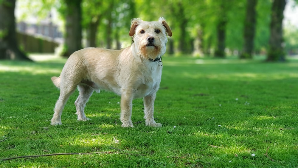 white and brown long coat small dog running on green grass field during daytime