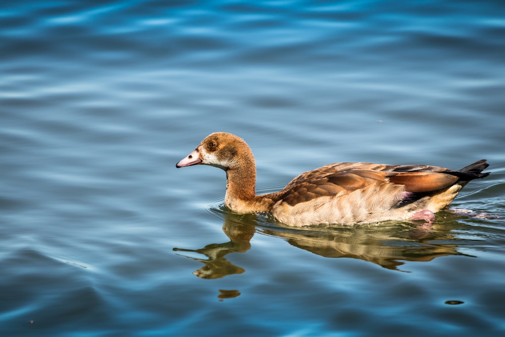 Canard brun sur l’eau pendant la journée
