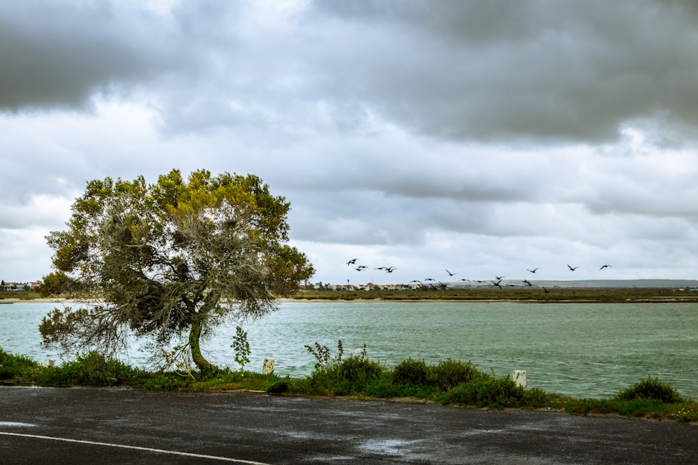 green trees near body of water under cloudy sky during daytime