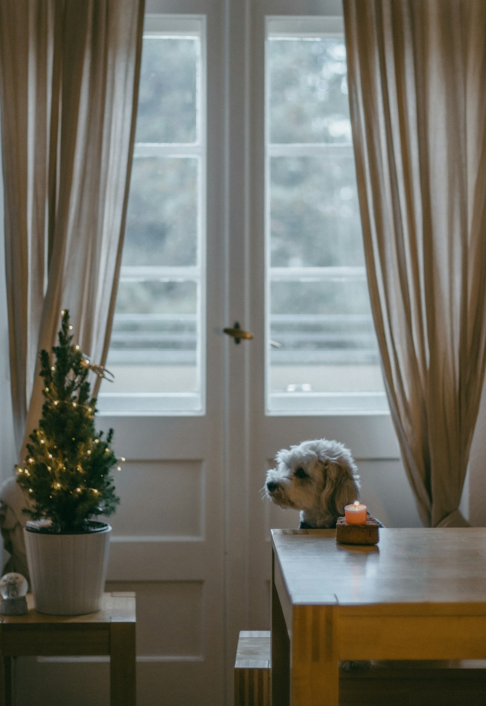 Perro blanco y marrón de pelo largo en la ventana