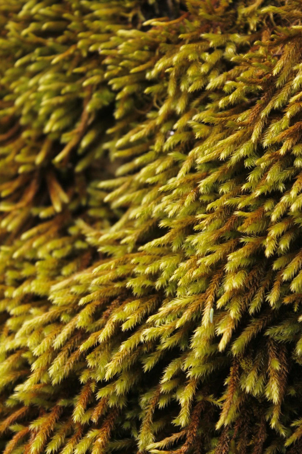 green moss in close up photography