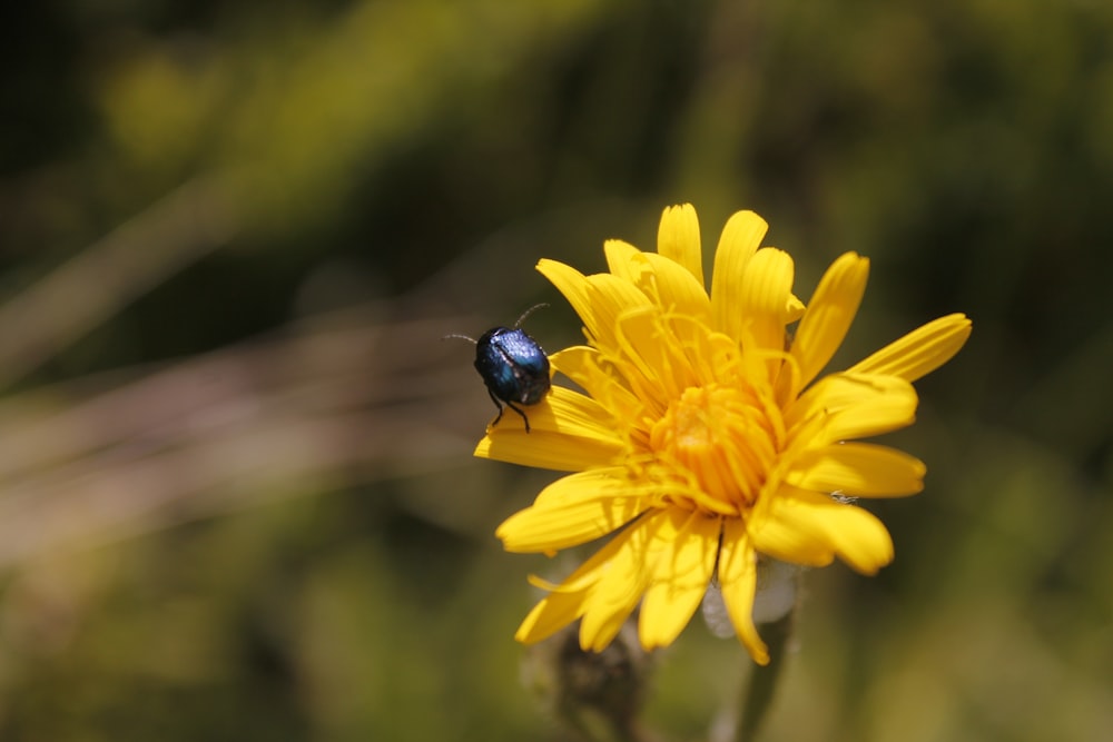 blue and black beetle on yellow flower