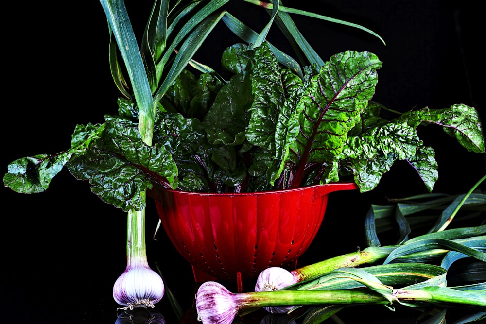 green leaves on red ceramic bowl