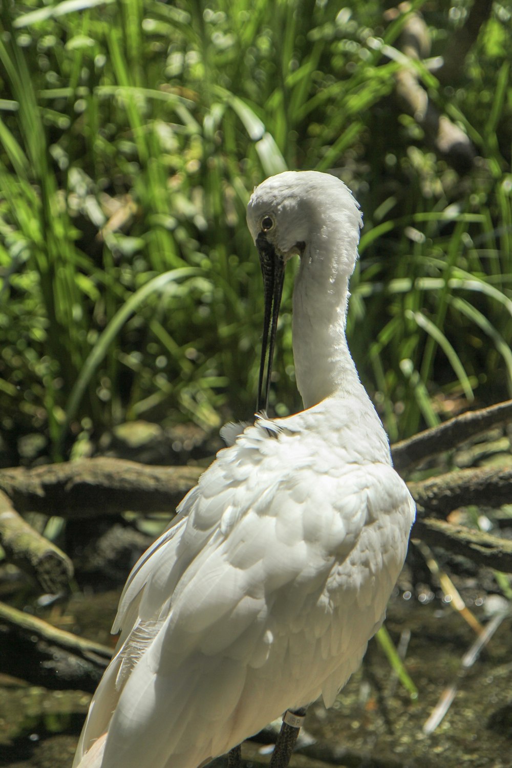 weißer Vogel tagsüber auf braunem Holzzaun