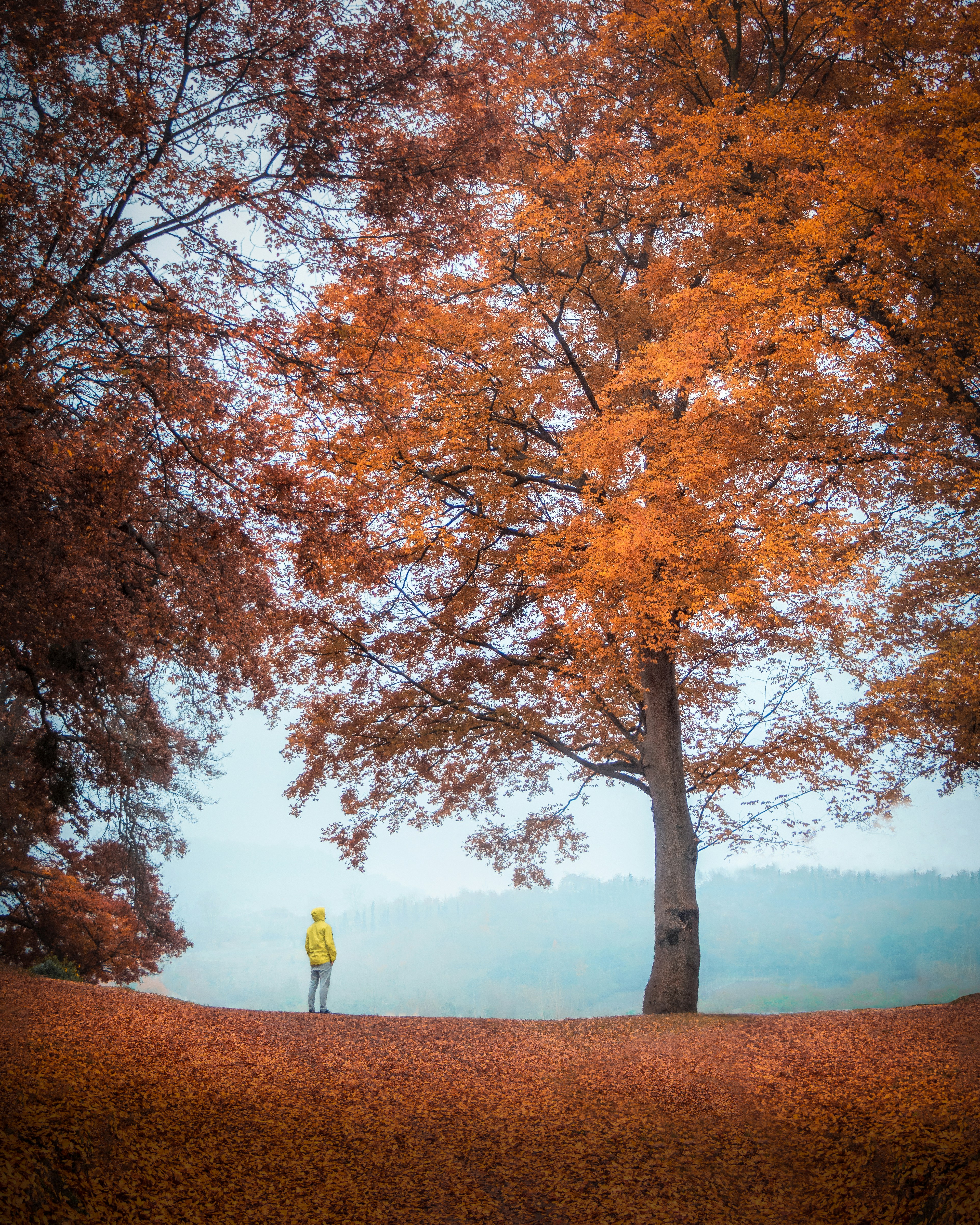 person in yellow jacket standing near brown tree during daytime