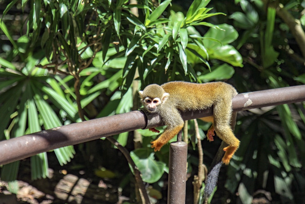 brown and white monkey on brown tree branch during daytime