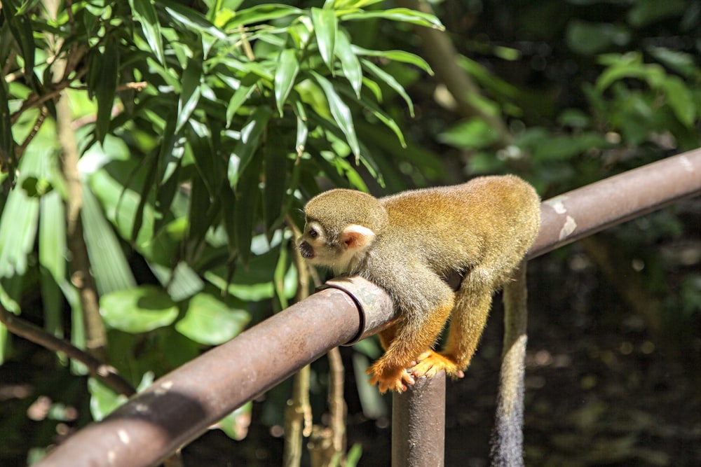 brown monkey on brown wooden stick