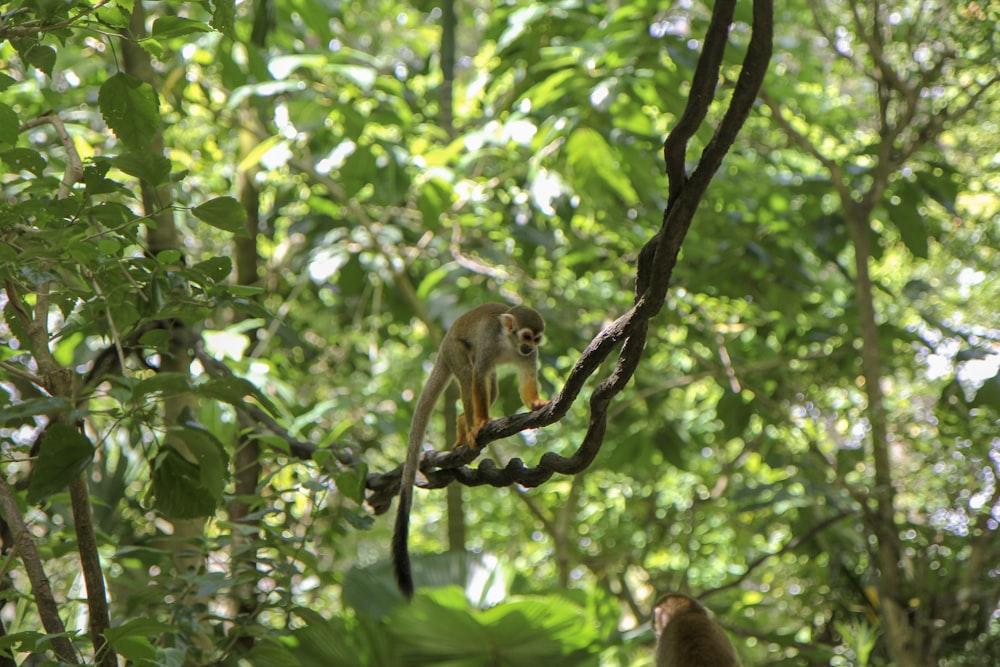 Mono marrón en la rama de un árbol durante el día