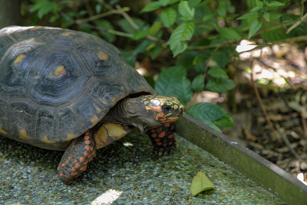 Tortuga marrón y negra sobre roca gris