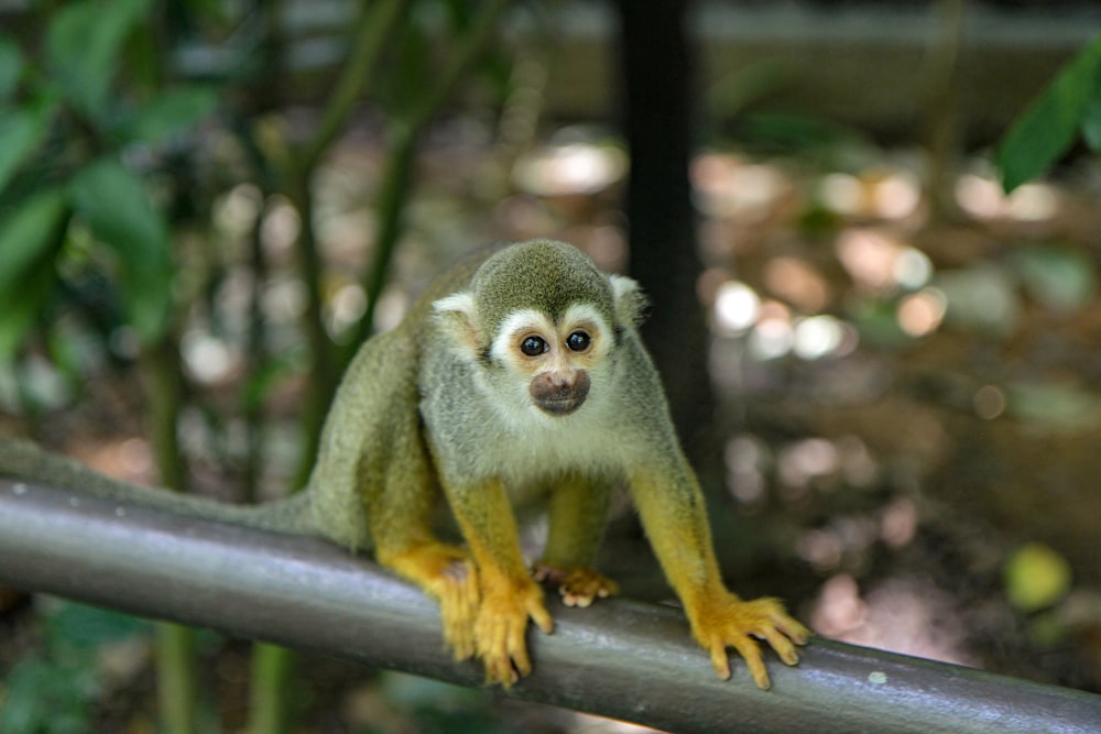 Mono verde y marrón en una cerca de madera marrón durante el día