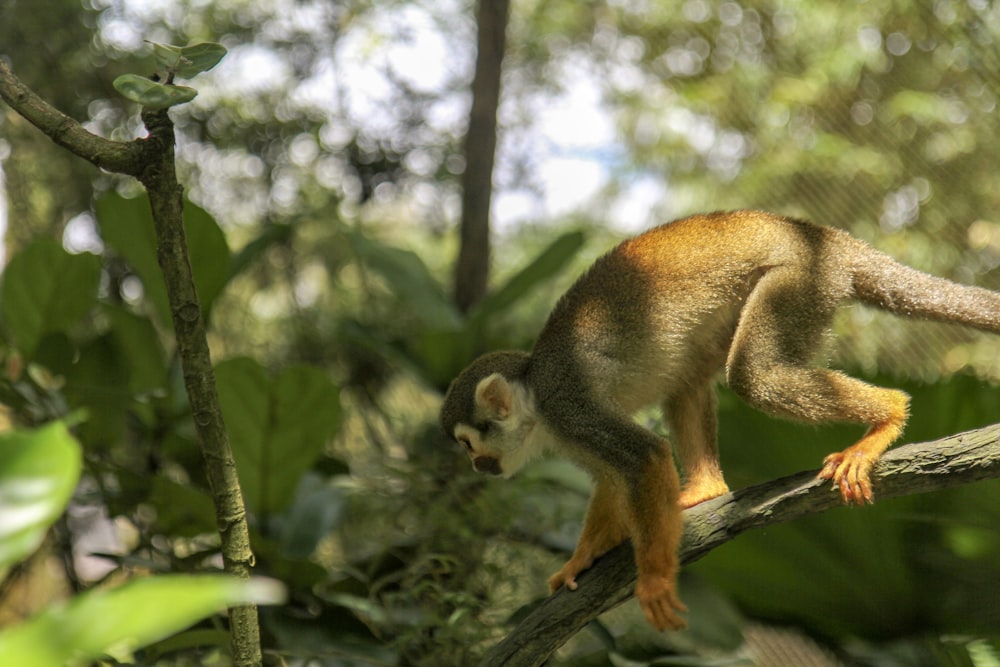 brown and black monkey on tree branch during daytime