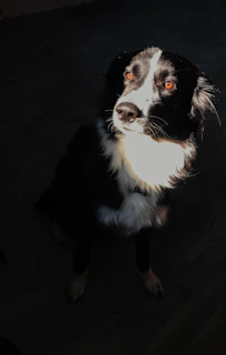 An elite spotlight puppy listing with homepage hero placement and social media icons