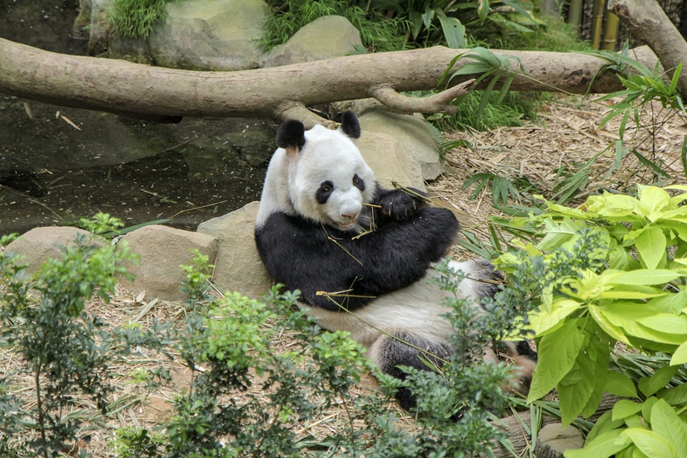 Panda blanco y negro sobre hierba verde durante el día