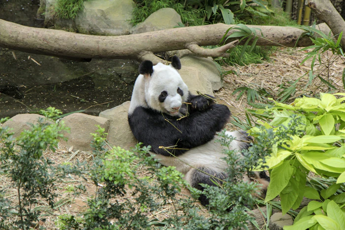 Singapura Mandai: Zoo & River Wonders 2H1M — foto 3