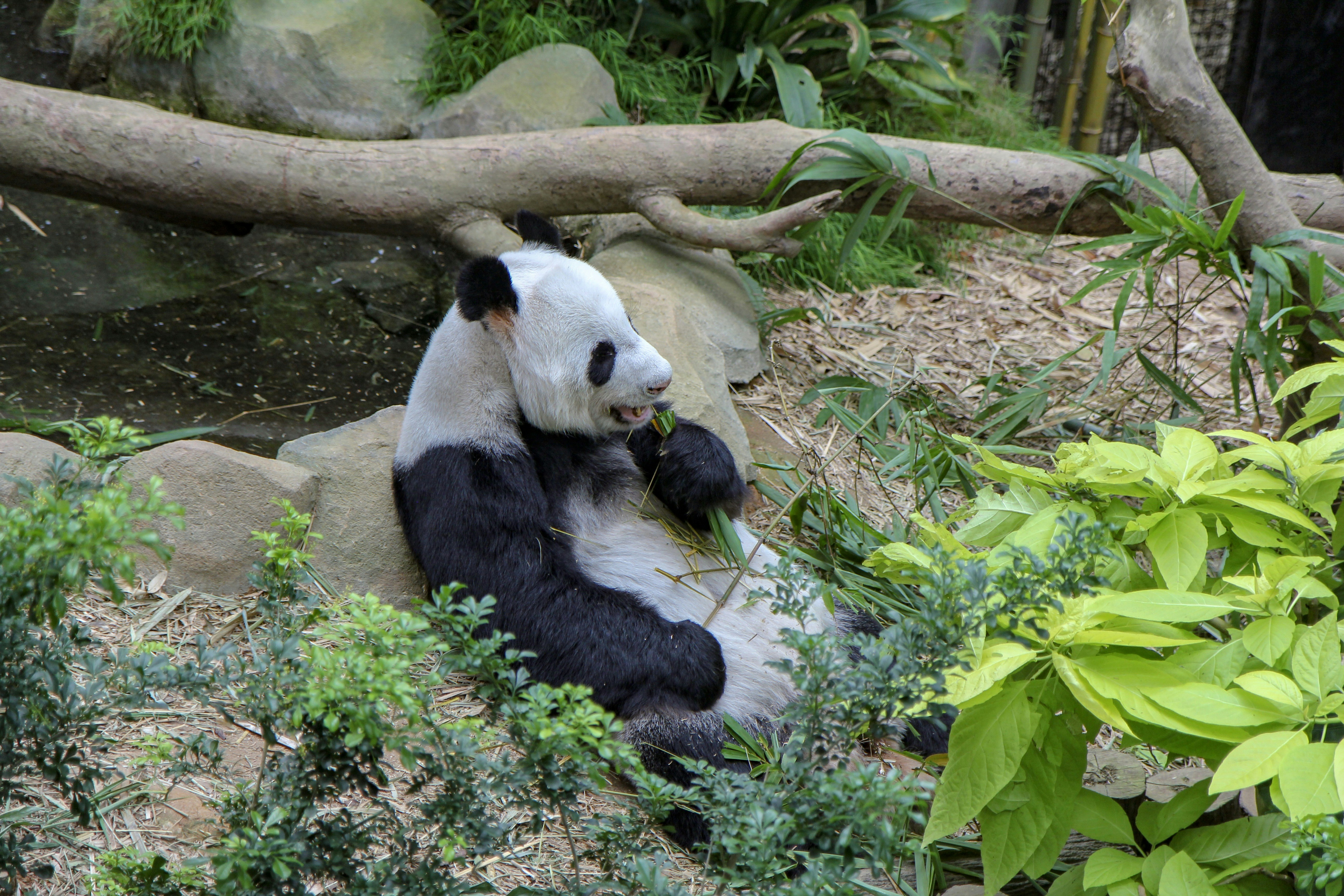 panda bear on green grass