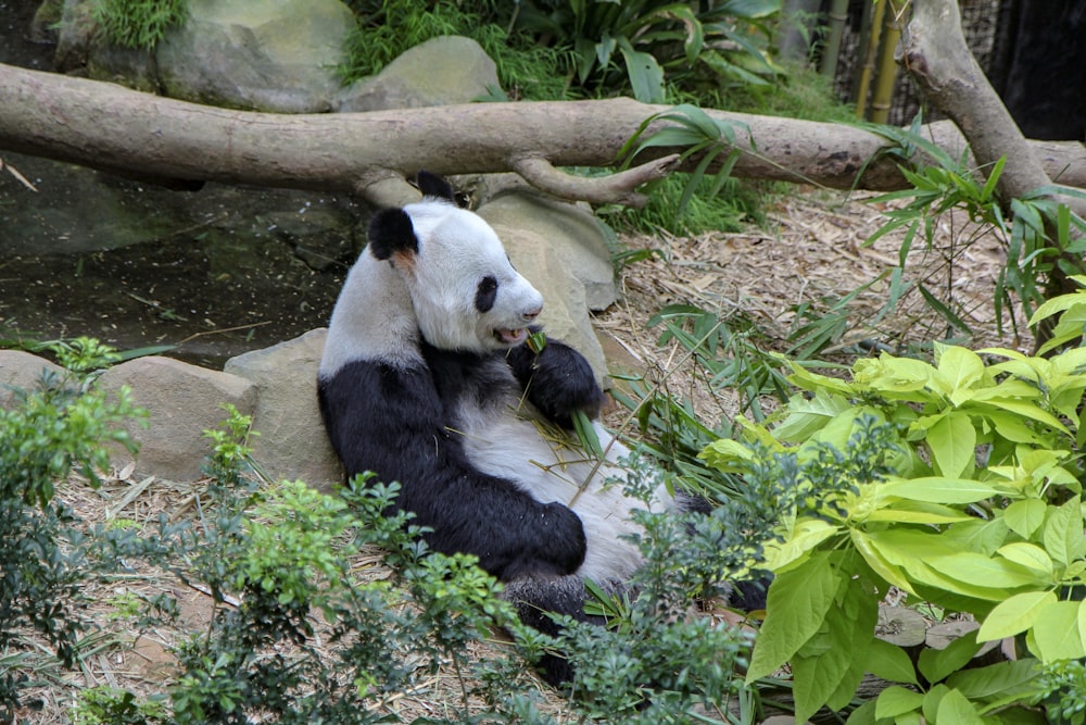 Oso panda sobre hierba verde