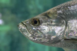 A close-up of a shiny trout resting on a pastel mint green fishing net.