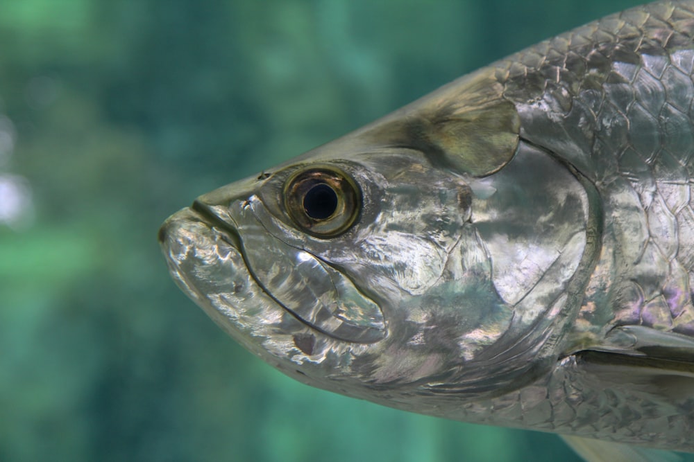 grey fish in water during daytime