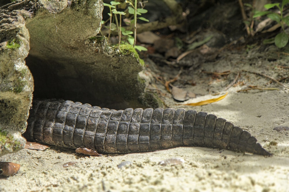 Schwarzes Krokodil auf braunem Boden