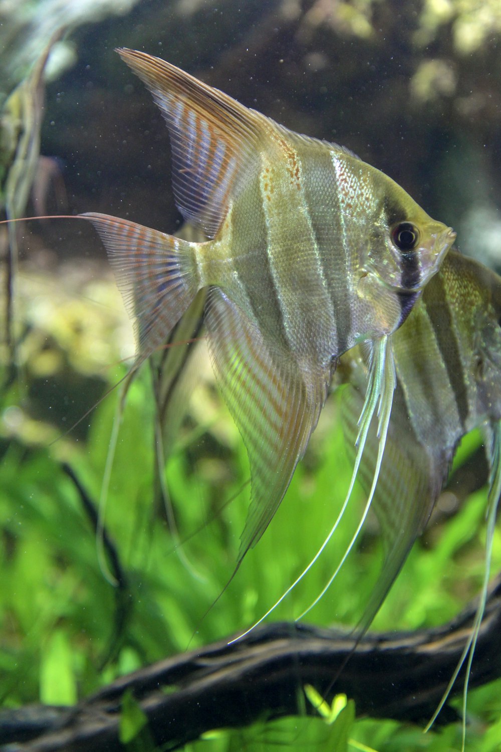 Peces grises y amarillos en el agua