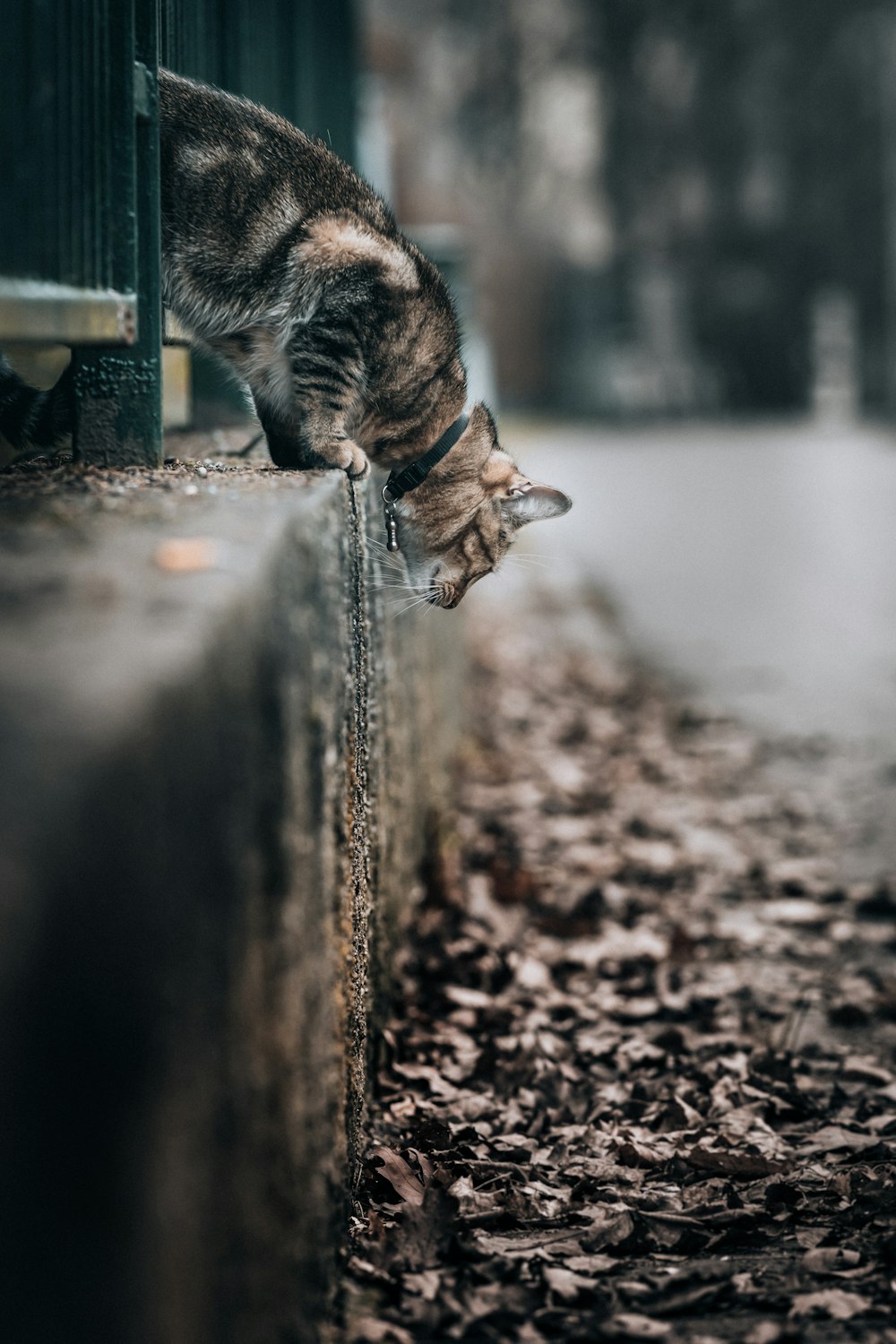 brown tabby cat lying on ground