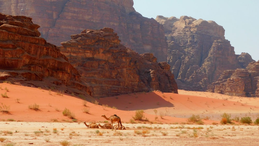 brown horse on brown sand during daytime