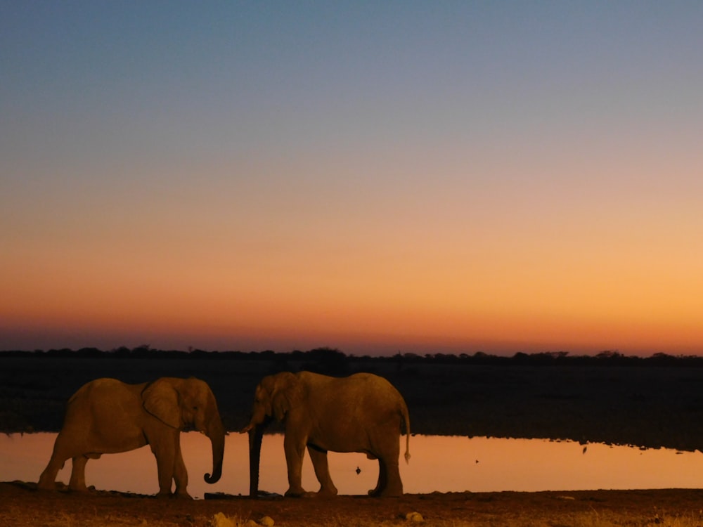 two elephants walking on brown sand during sunset
