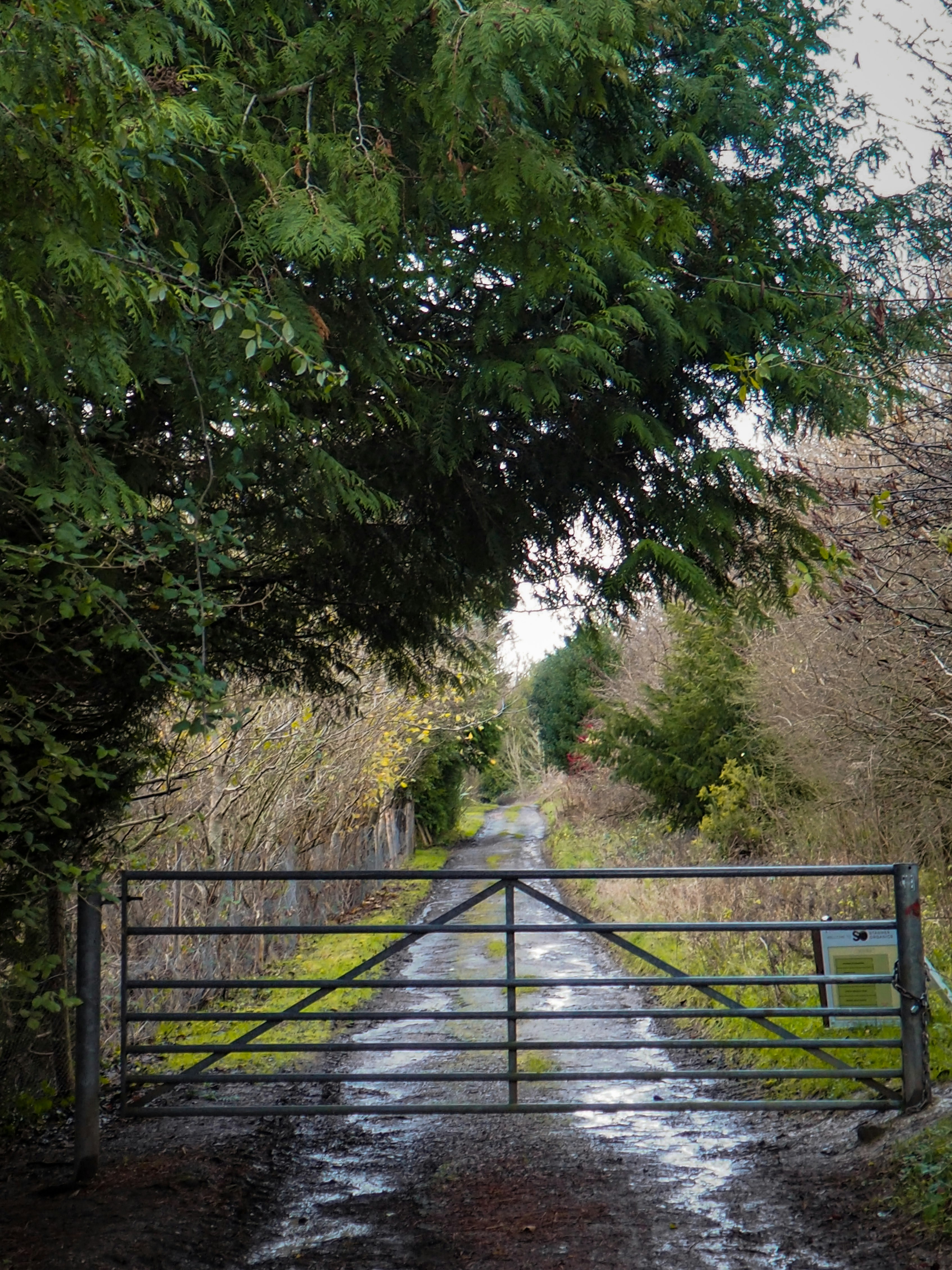 green trees beside brown wooden fence