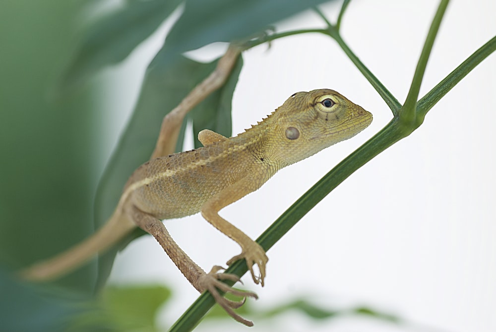 brown lizard on green stem