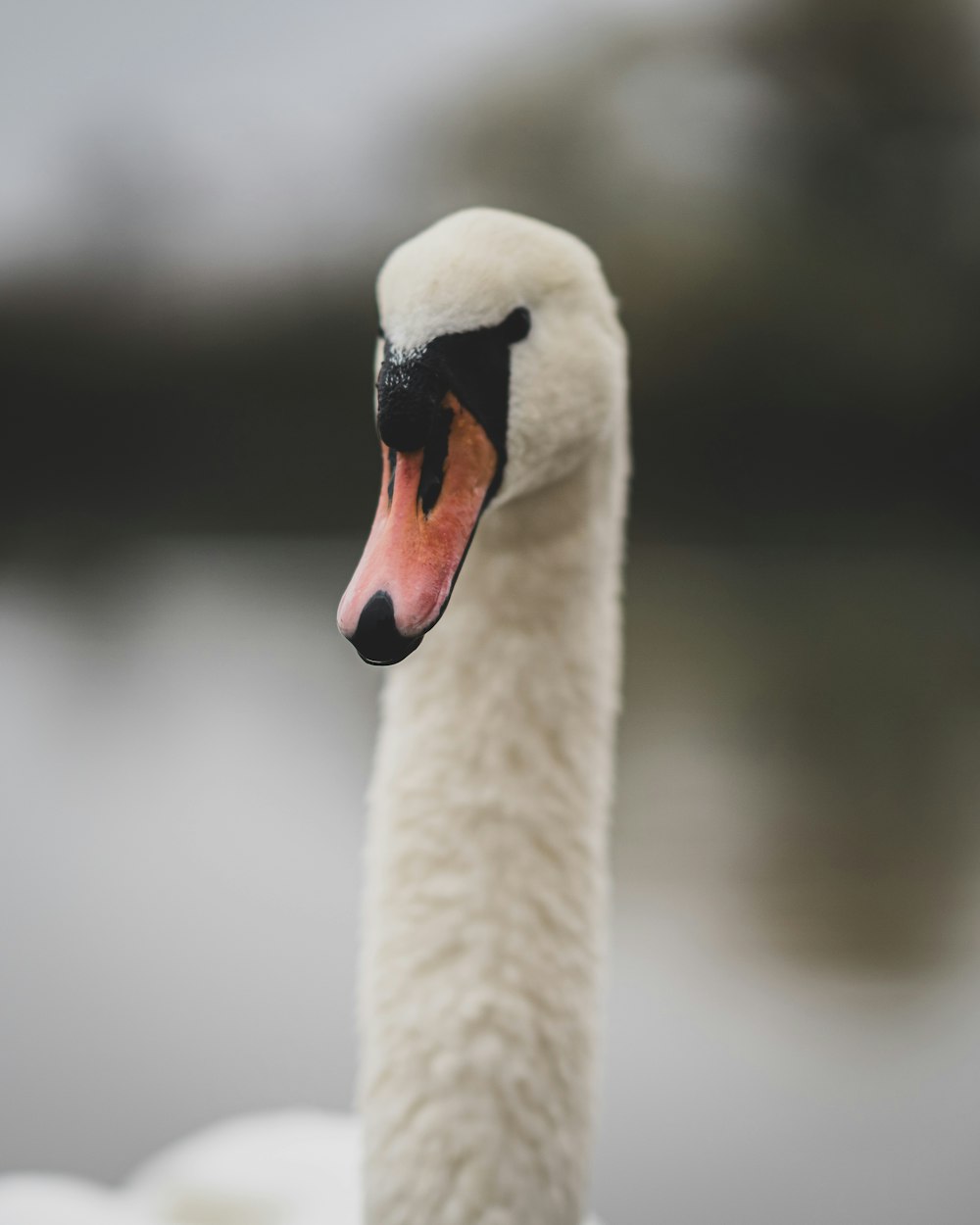 white swan in close up photography