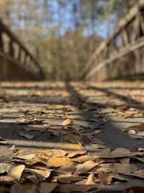 A wooden bridge leads into the distance, with a focus on dry, fallen leaves scattered across the walkway. The background of the image blurs into a forest setting, with sunlight streaming through, creating a peaceful, autumnal atmosphere.