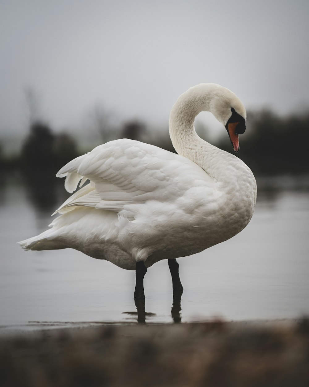 white swan on water during daytime