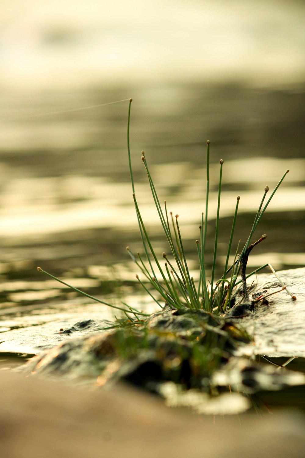 green grass on brown wooden surface