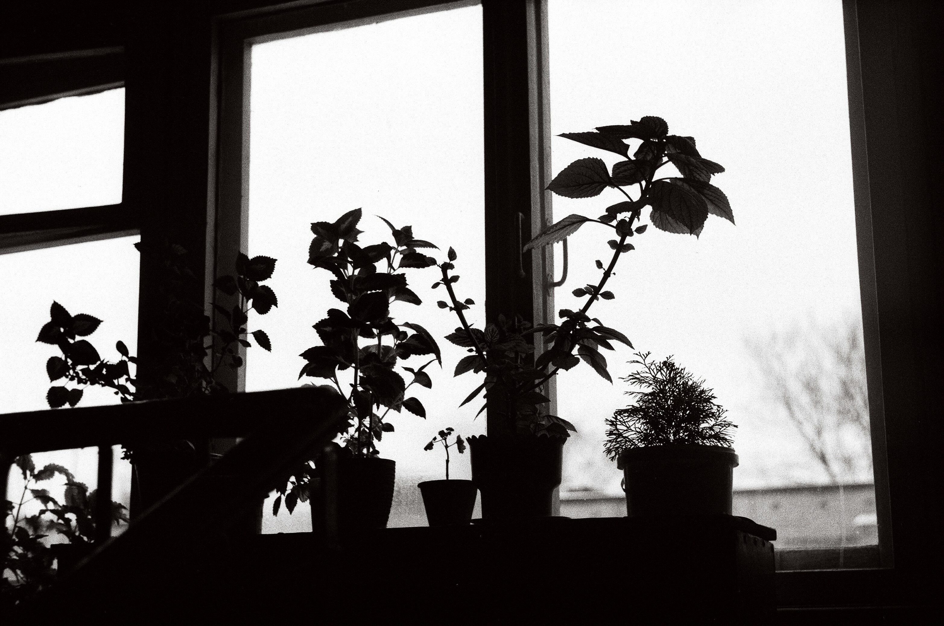 Graustufenfoto von Topfpflanzen am Fenster