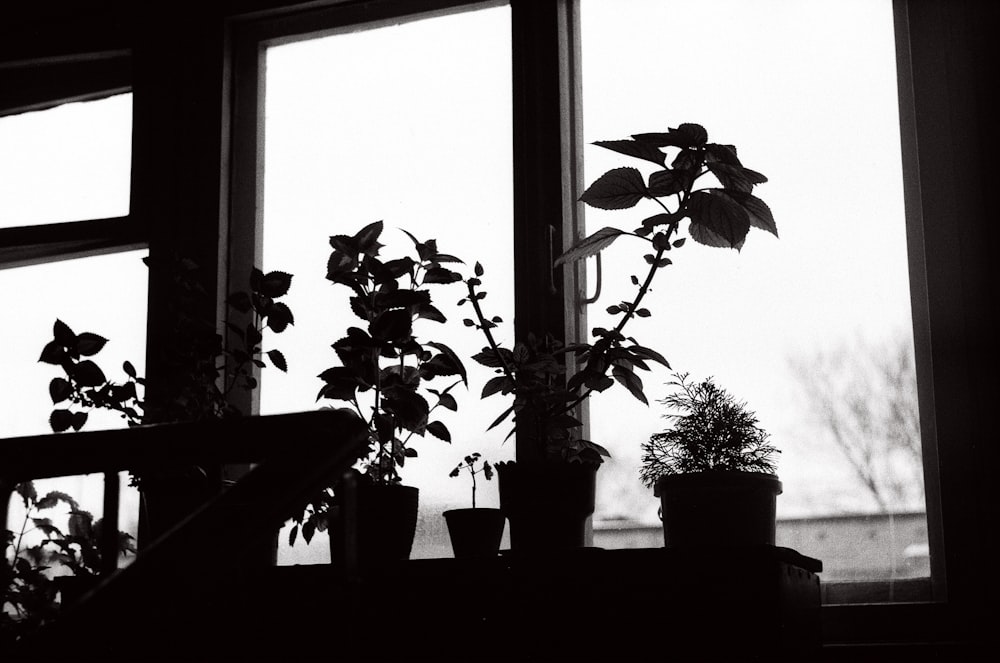 grayscale photo of potted plants on window
