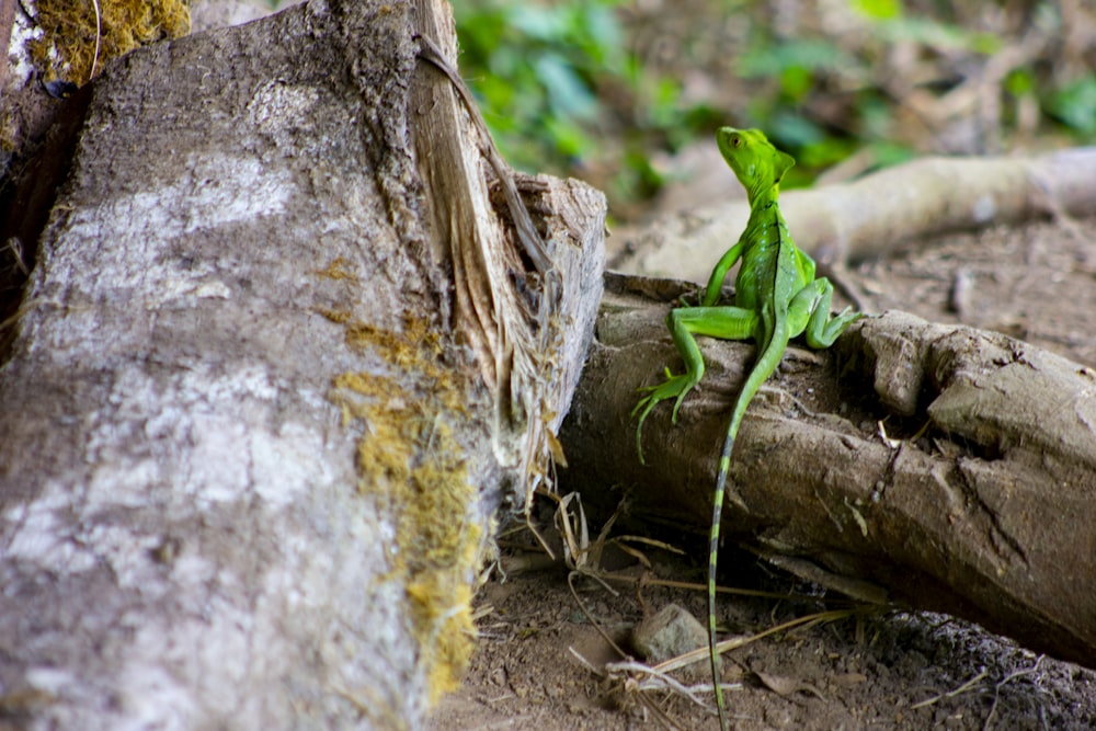 茶色の木の枝に緑のカエル