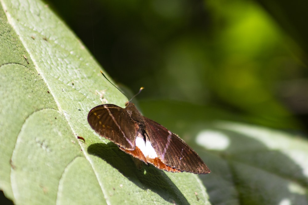 brown and white butterfly on green leaf