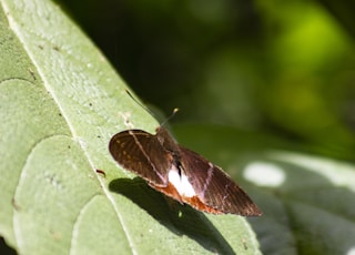 brown and white butterfly on green leaf