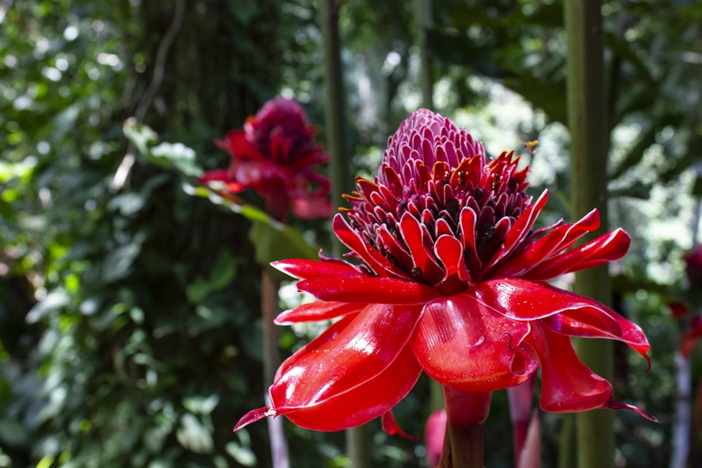 red and white flower in tilt shift lens