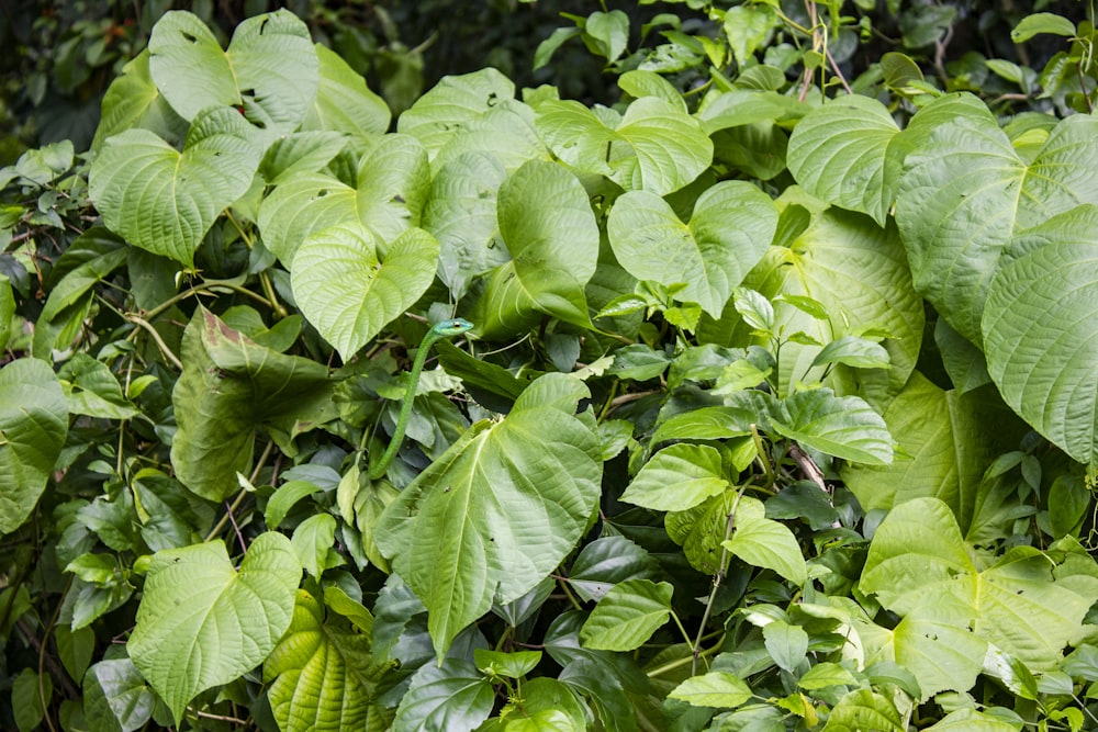 green leaves plant during daytime