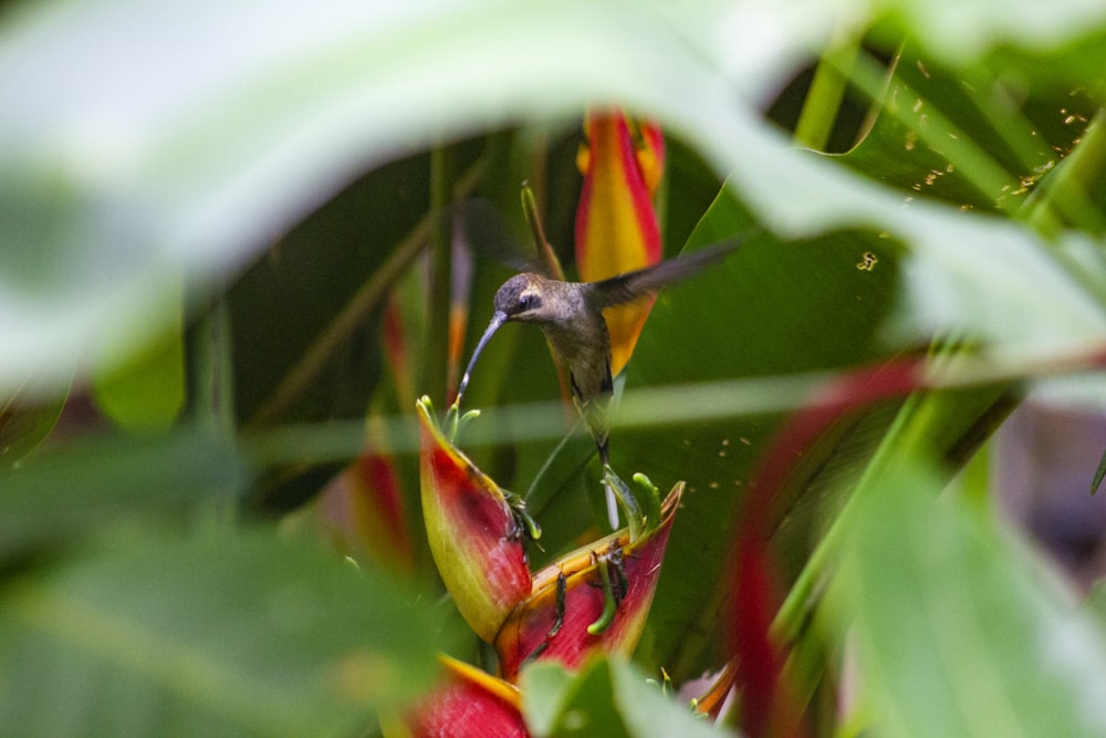 Colibrí marrón volando durante el día