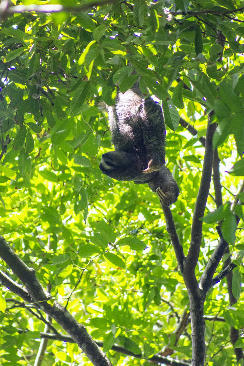 昼間の木の上の黒と灰色のコアラ