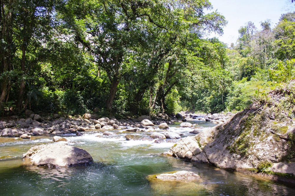 green trees beside river during daytime