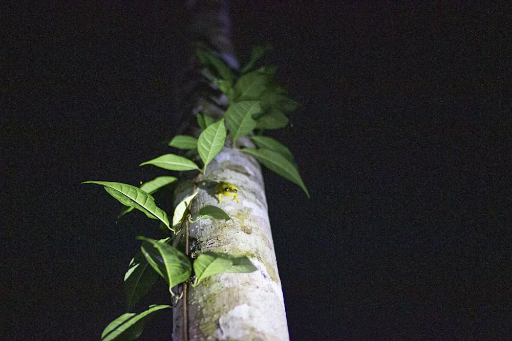 green leaves on brown tree trunk