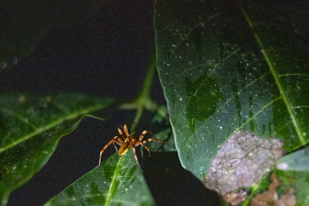 緑の葉に茶色のクモ
